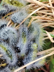 Thaumetopoea herculeana