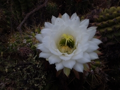 Trichocereus candicans