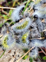 Thaumetopoea herculeana