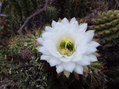 Trichocereus candicans