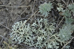 Xanthoparmelia camtschadalis