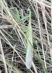 Coptopteryx argentina