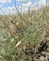 Astragalus tenuifolius