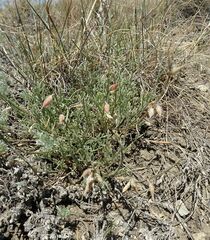 Astragalus tenuifolius