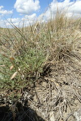 Astragalus tenuifolius