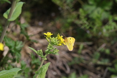 Colias poliographus