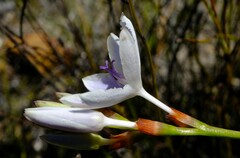 Thereianthus ixioides