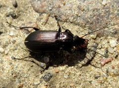 Poecilus