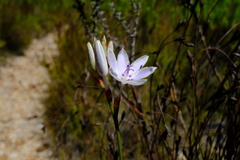 Thereianthus ixioides