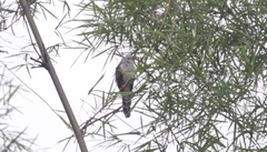 Cacomantis merulinus