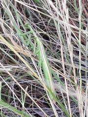 Coptopteryx argentina