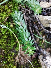 Sherardia arvensis