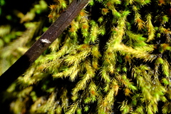Bartramia capensis