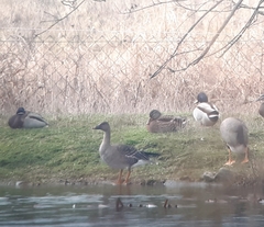 Anser serrirostris rossicus