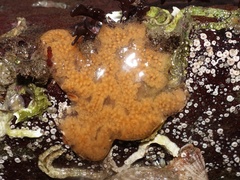 Botrylloides violaceus