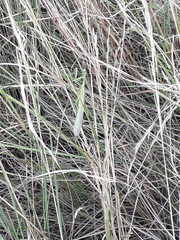 Coptopteryx argentina