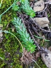 Sherardia arvensis