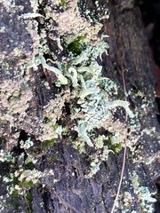 Cladonia coniocraea