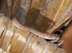 Dasypeltis scabra