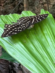 Lexias canescens