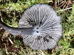 Craterellus cinereus