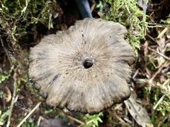 Craterellus cinereus