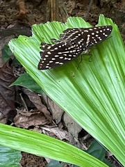 Lexias canescens