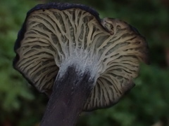 Craterellus cinereus