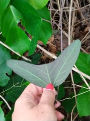 Decaloba