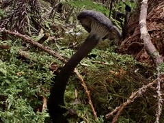 Craterellus cinereus