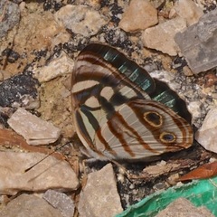 Dynamine postverta mexicana