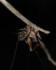 Eurepa marginipennis