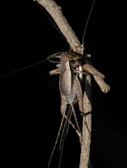 Eurepa marginipennis