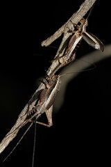 Eurepa marginipennis