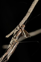 Eurepa marginipennis