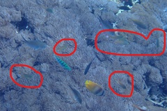 Pseudanthias huchtii