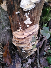 Fungi