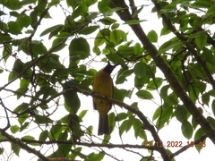 Rubigula flaviventris