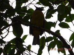 Rubigula flaviventris