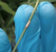 Draeculacephala septemguttata