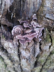 Fungi