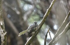 Rhipidura fuliginosa placabilis