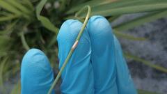 Draeculacephala septemguttata