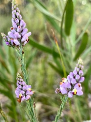 Comesperma