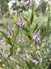 Comesperma