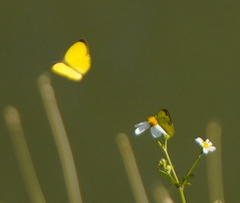 Eurema blanda arsakia