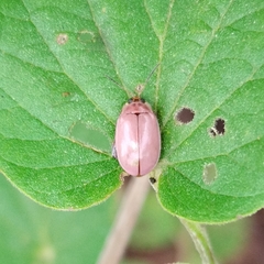 Oedionychina