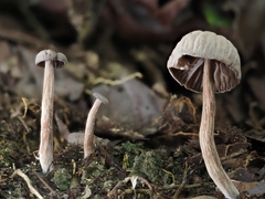 Laccaria vinaceoavellanea