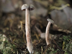 Laccaria vinaceoavellanea