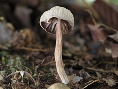 Laccaria vinaceoavellanea